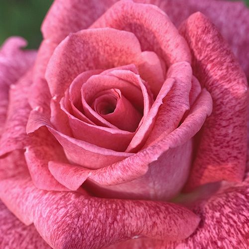 Rosa Pierre Cardin® - trandafir cu parfum intens - Trandafir copac cu trunchi înalt - cu flori teahibrid - roz - Alain Meilland - coroană dreaptă - ,-